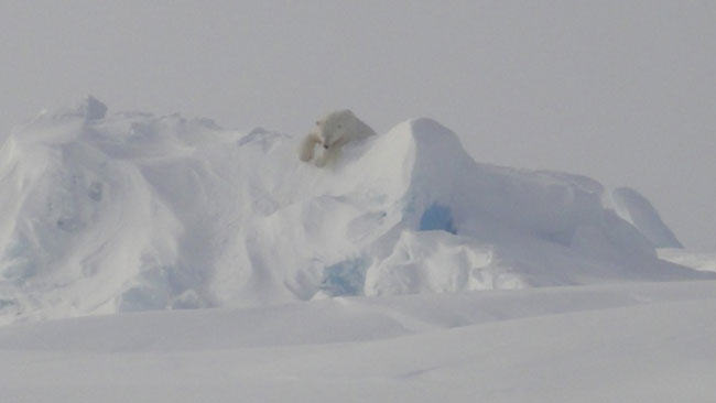 grocery shopping and polar bears