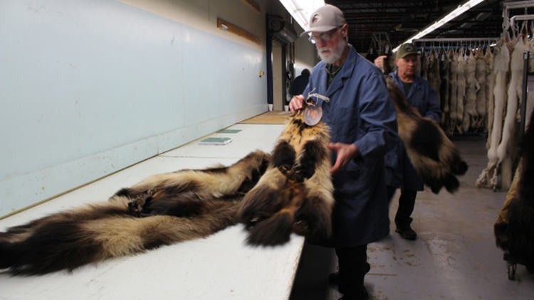wild fur prices up