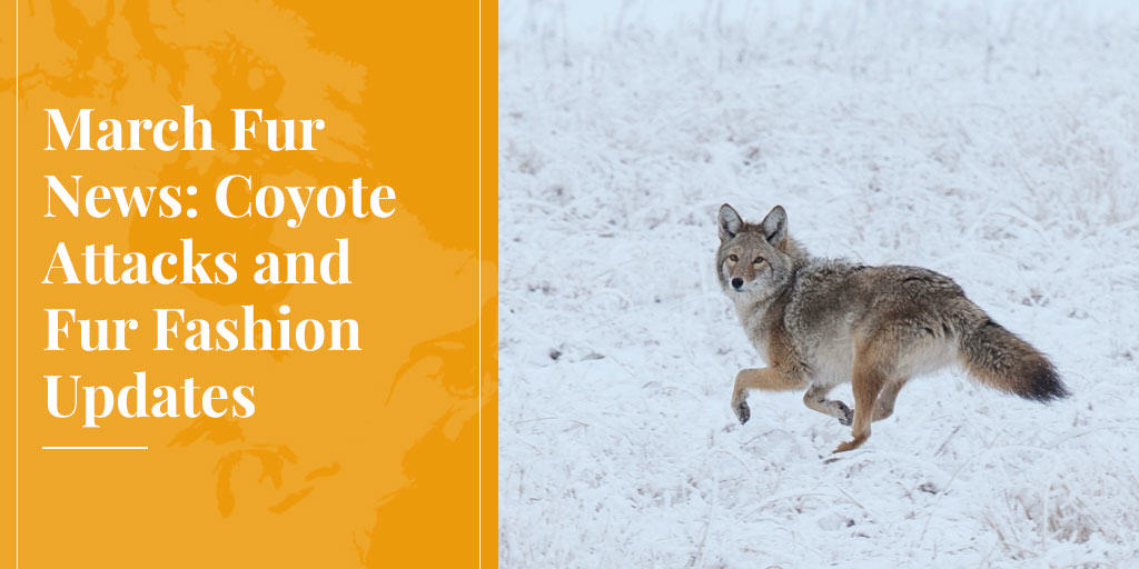 coyote attacks rising across US