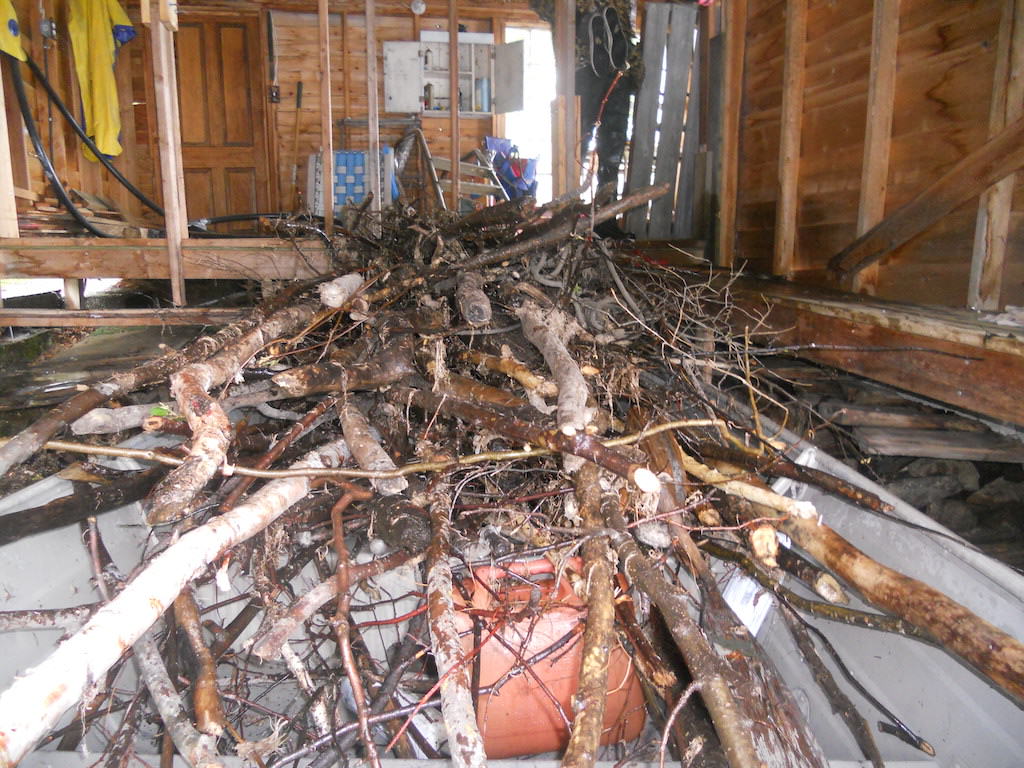 active trapper removes beaver from boat house