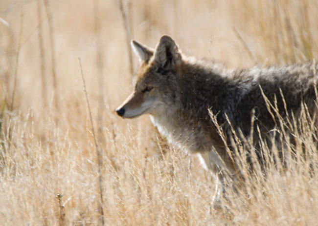 sustainable fashion means wearing coyote fur