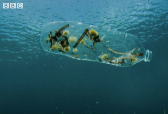 BBC previews A Plastic Ocean