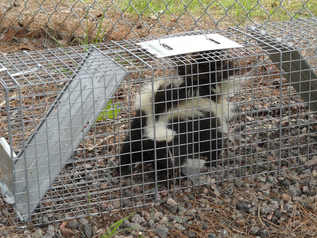 skunk in live trap