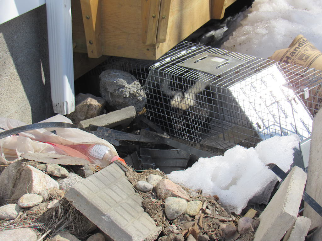 skunk den under deck