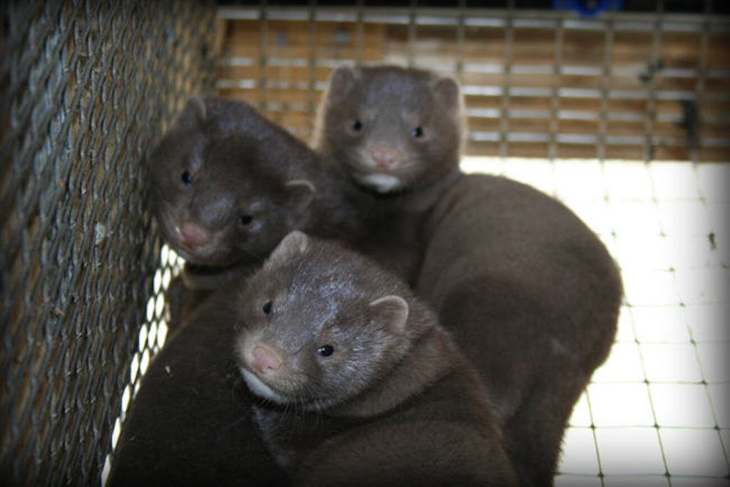 farmed mink eat left-overs