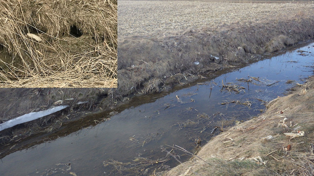 muskrat trapping on drainage channel bank