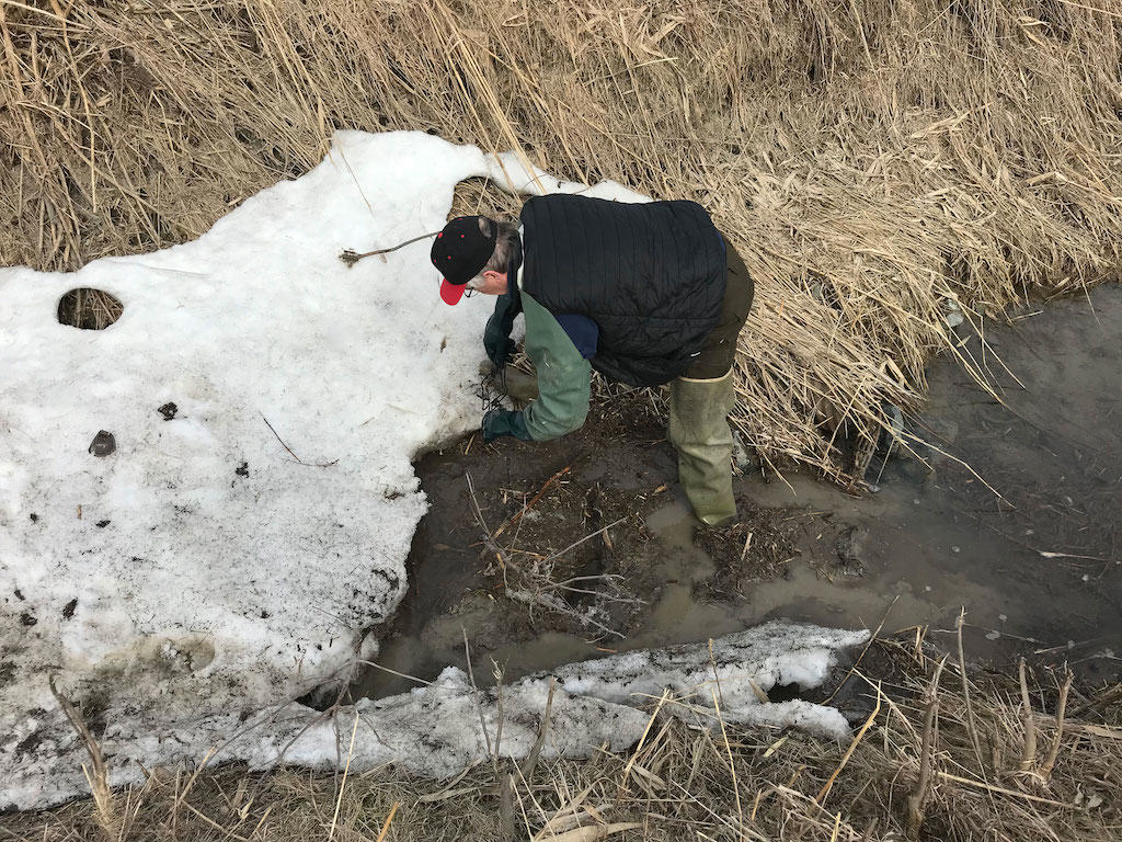 muskrat trapping habitat