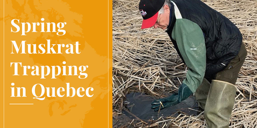 muskrat trapping in Quebec