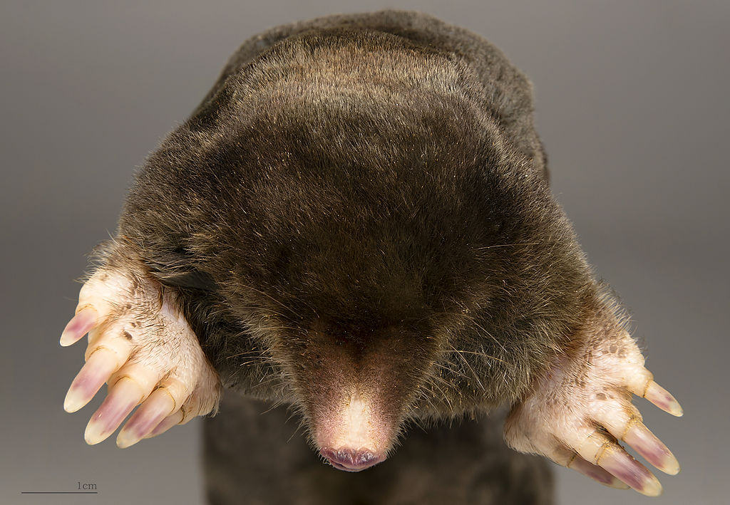 mole fur does not grow towards the tail