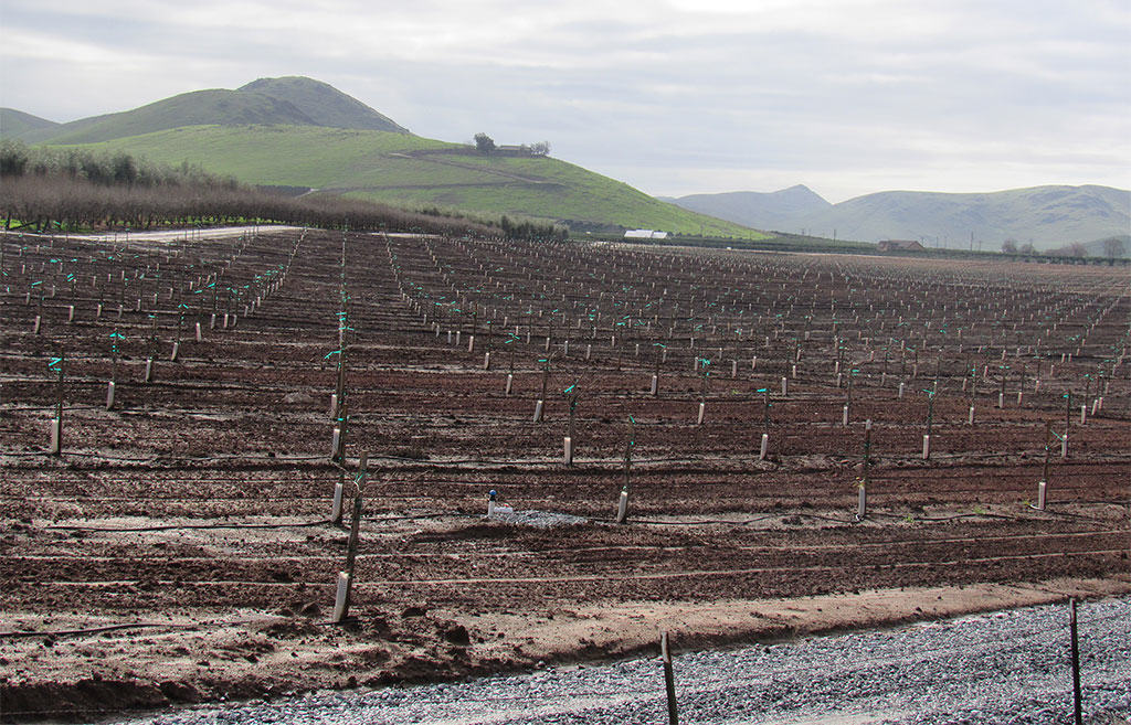 plantation for orange juice