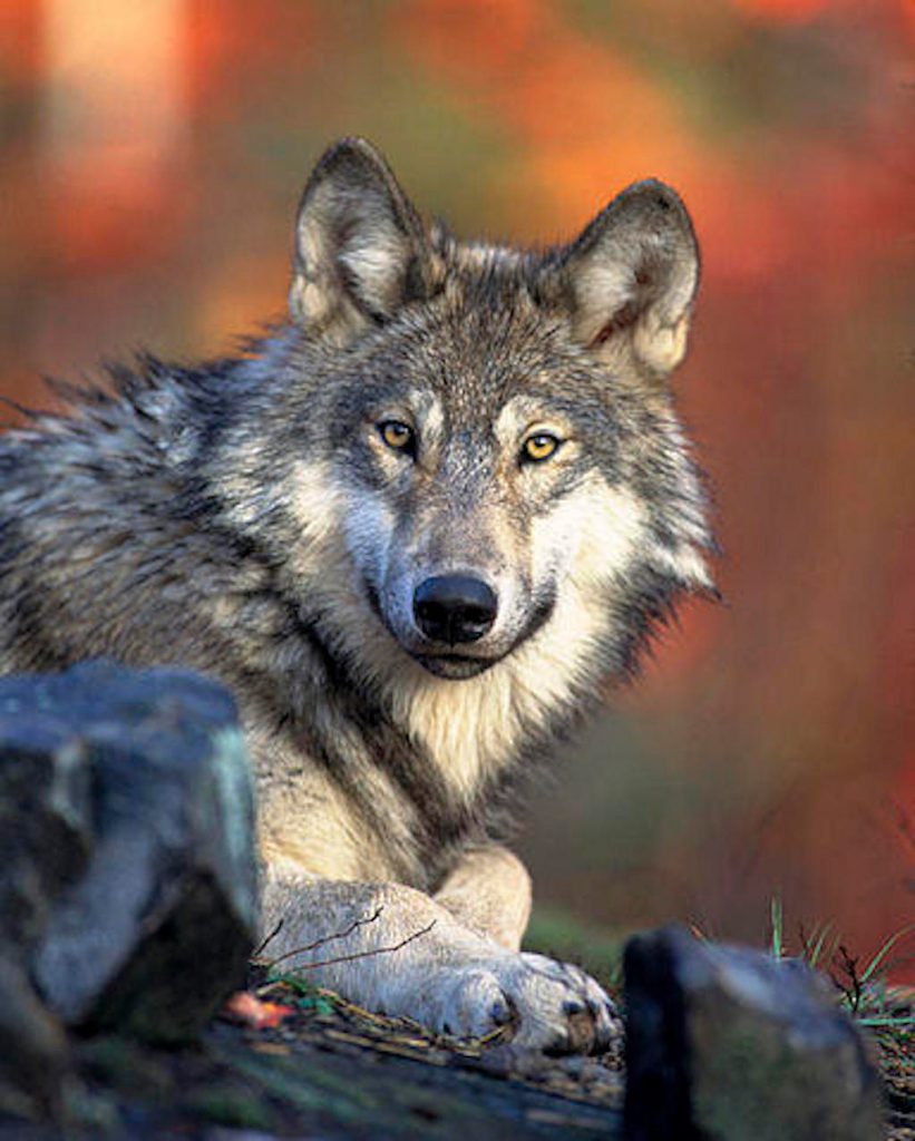 gray wolves may lose federal protection