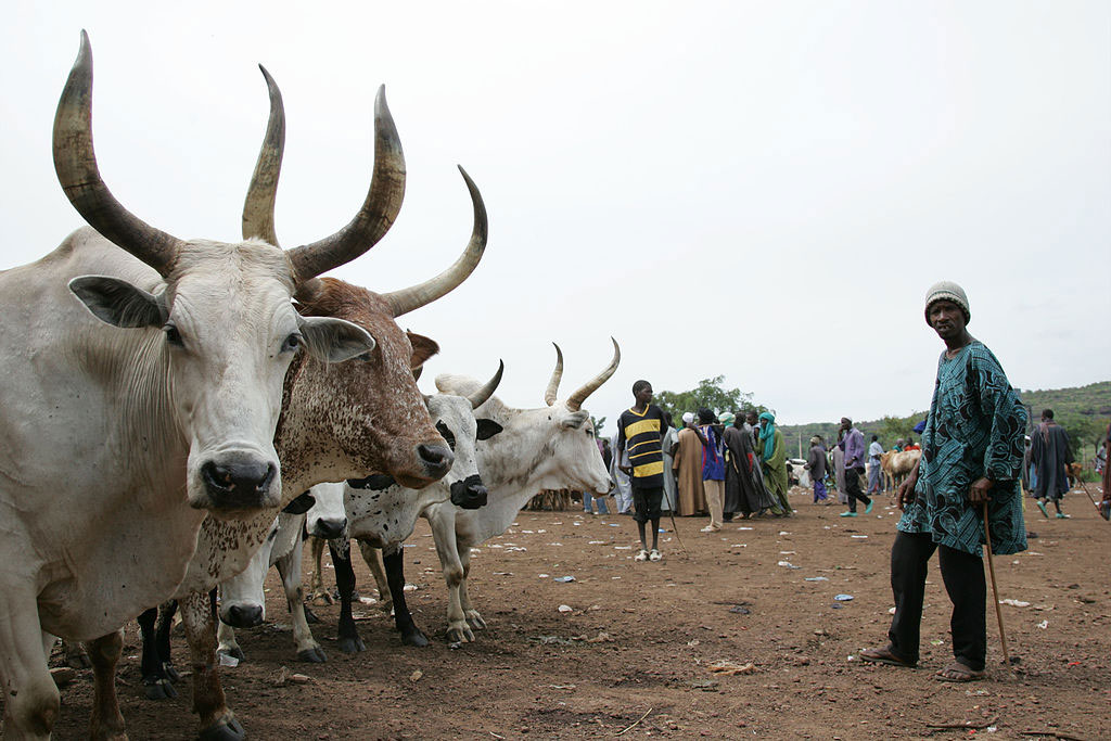 cattle market in Mali