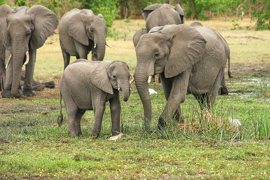 wildlife management for elephant populations
