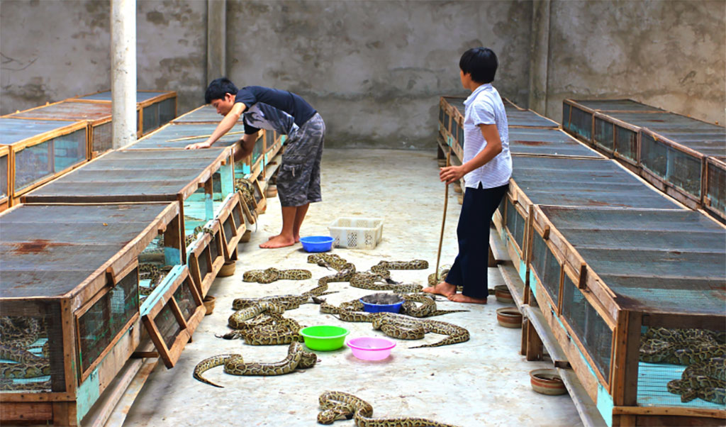 python farming for sustainable fashion