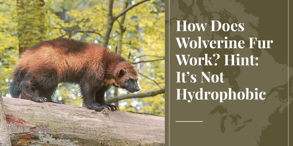 wolverine fur not hydrophobic