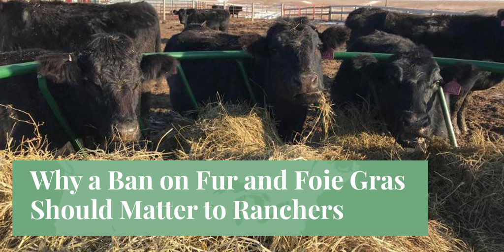 ranchers and bans on fur foie gras