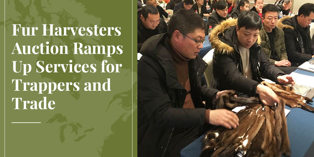 Fur Harvesters Auction Ramps Up Services for Trappers and Trade