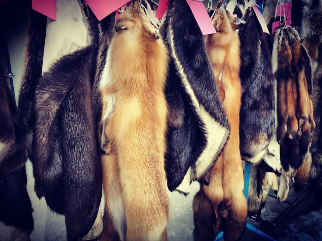 Fur Harvesters Auction dresses pelts