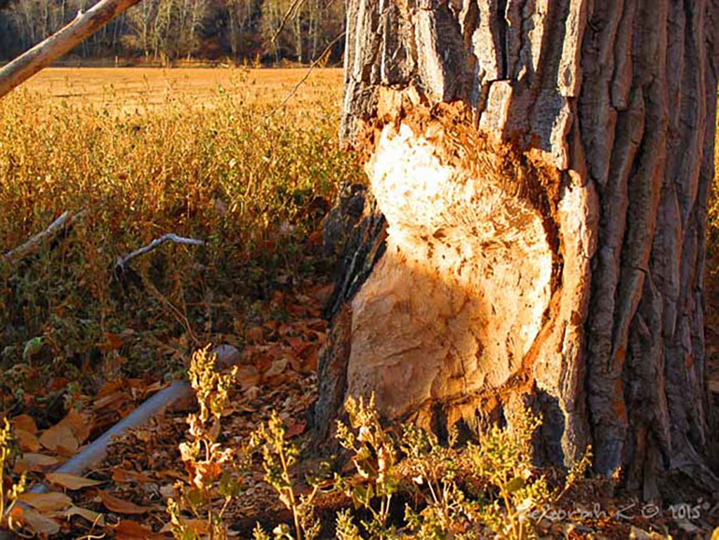 wild furbearers like beaver cause problems