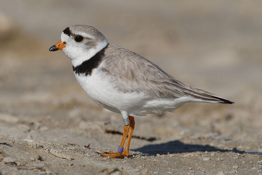 wild furbearers threaten piping plover