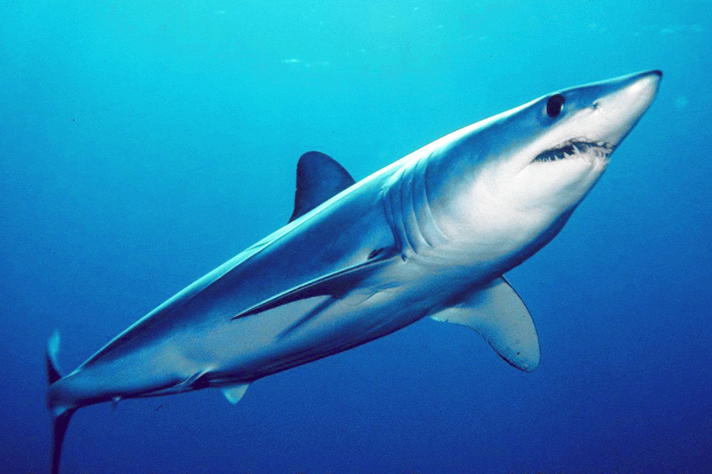 CITES lists mako shark
