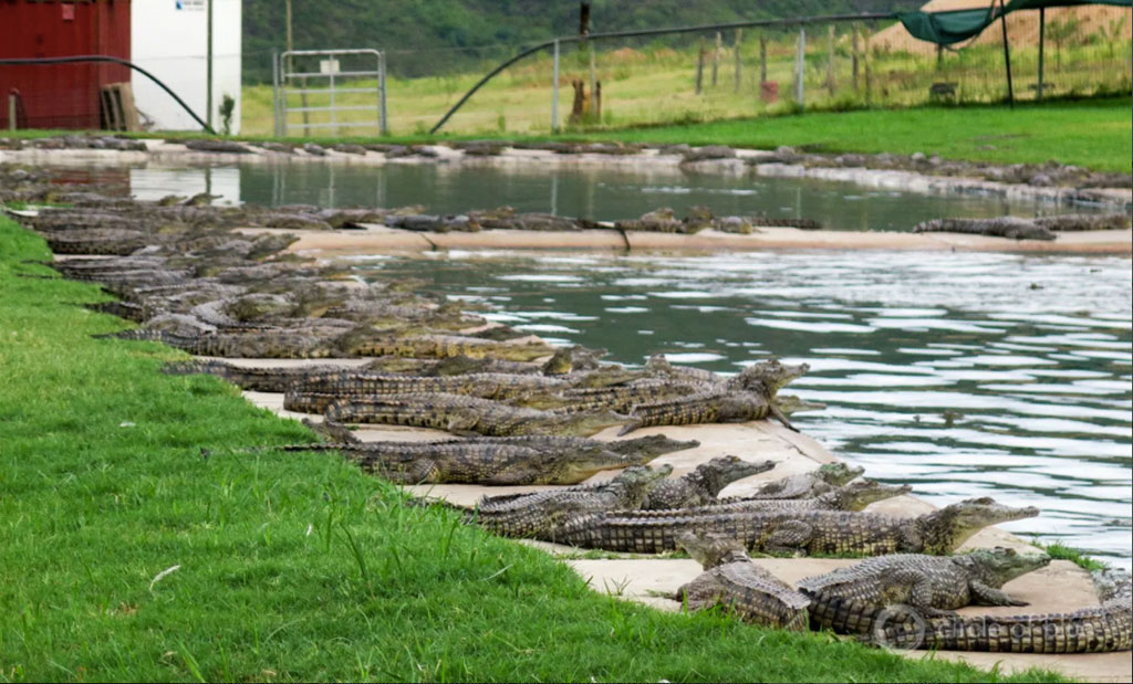 crocodile farm in South Africa