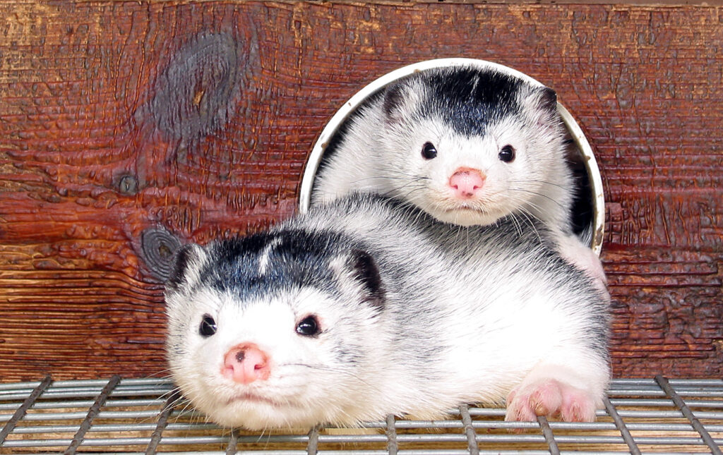 Inside The Fur Farming Industry: Can Fur Be 'Ethical' Or 'Sustainable'?