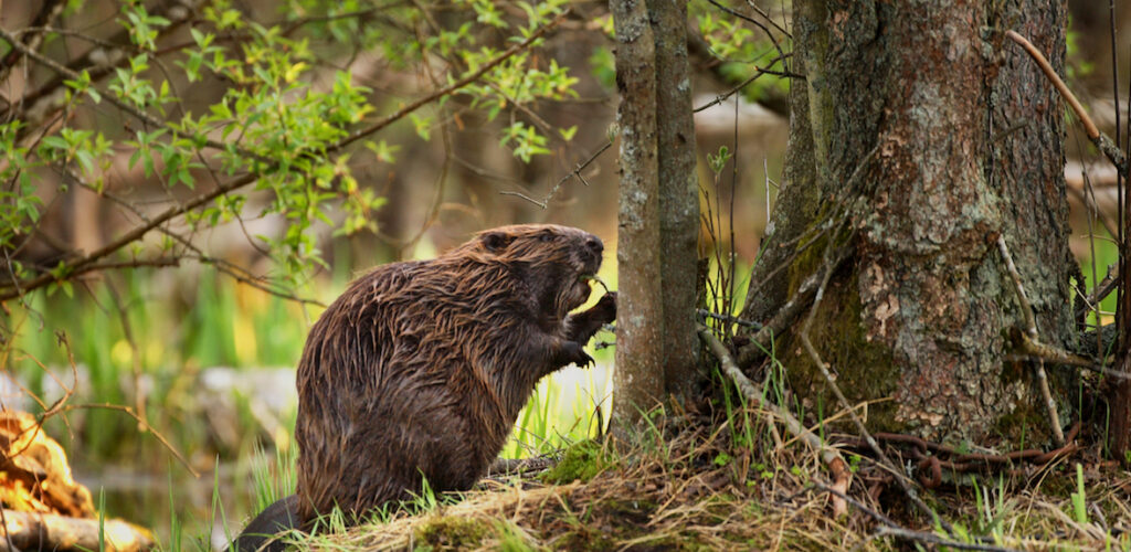 Refuse the suffering that comes with real fur accessories, says