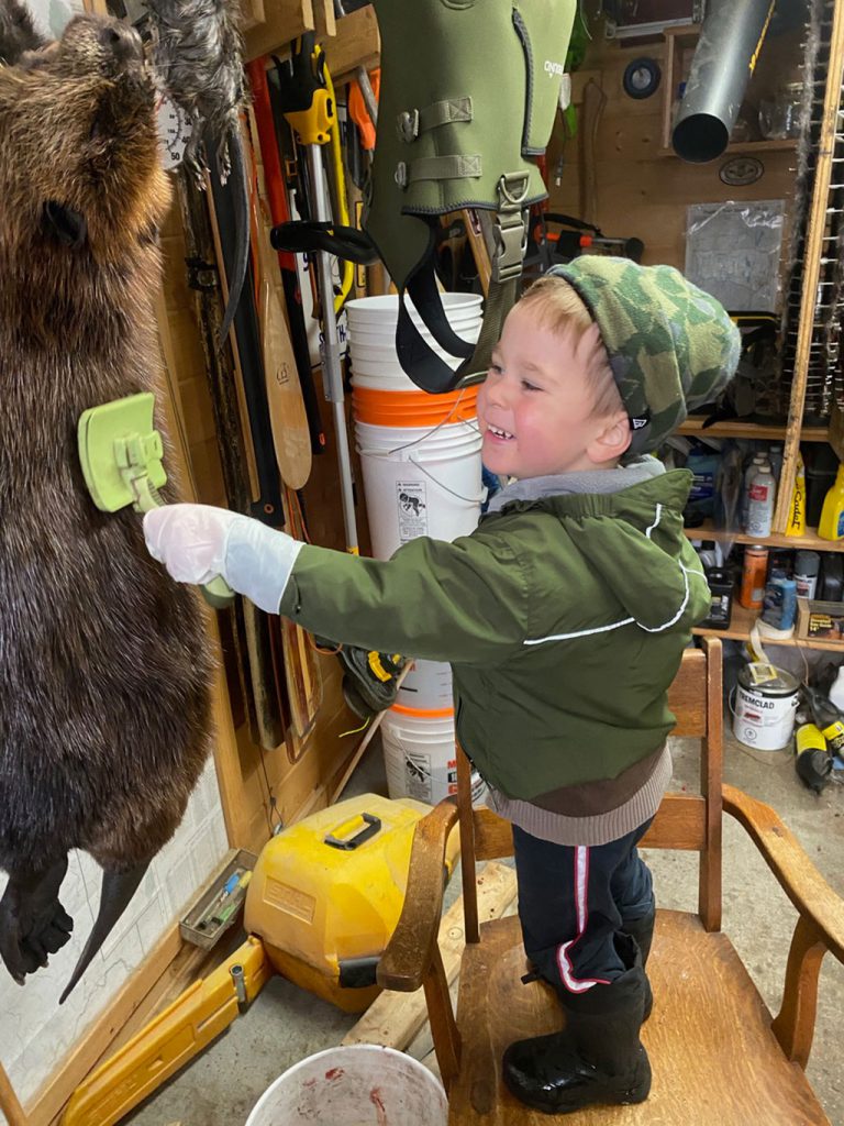 brushing beaver fur