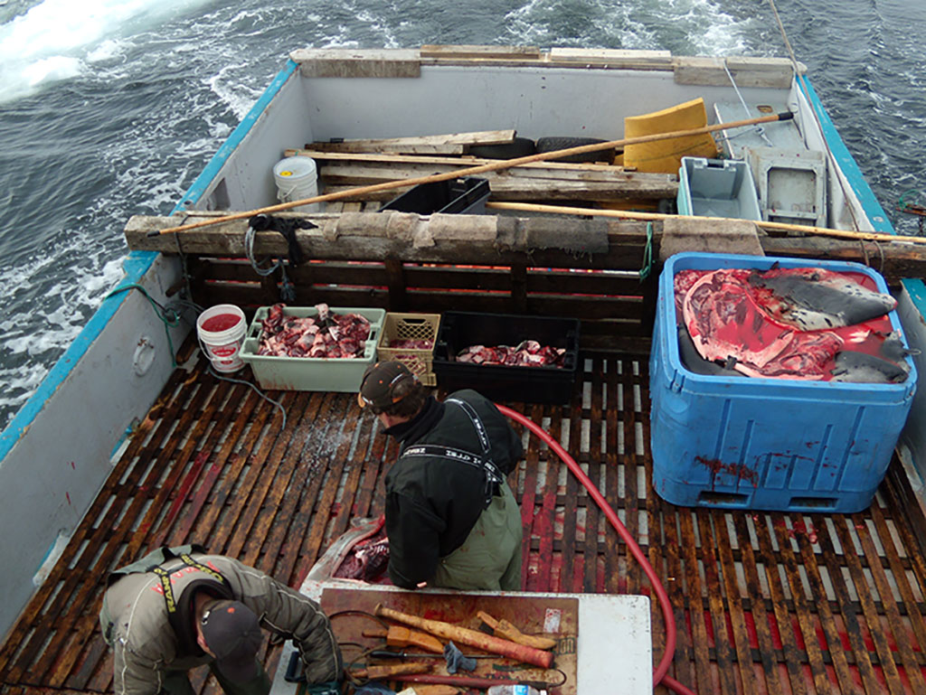 Newfoundland sealers