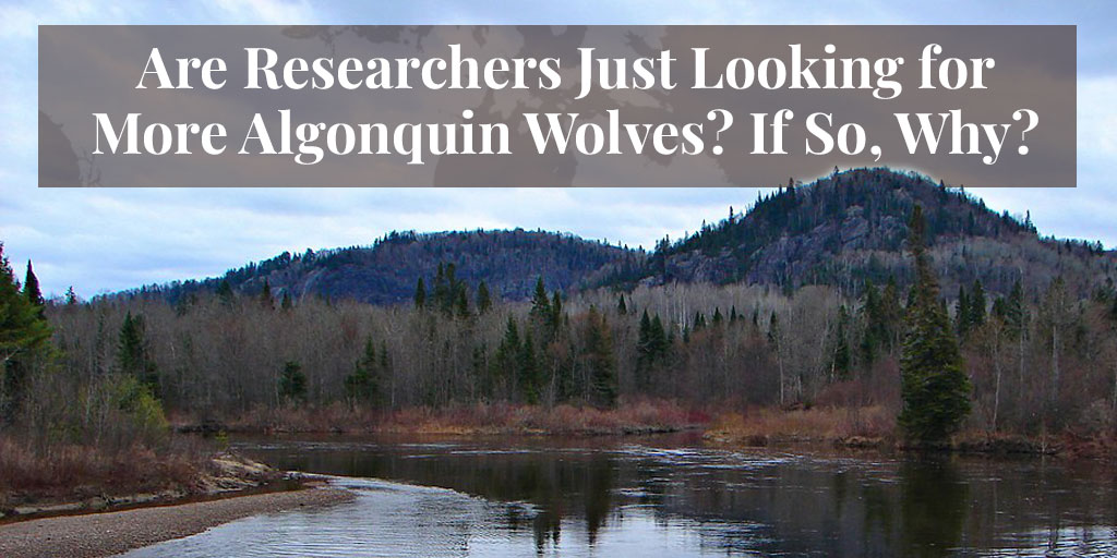 Algonquin wolves in Algoma Highlands