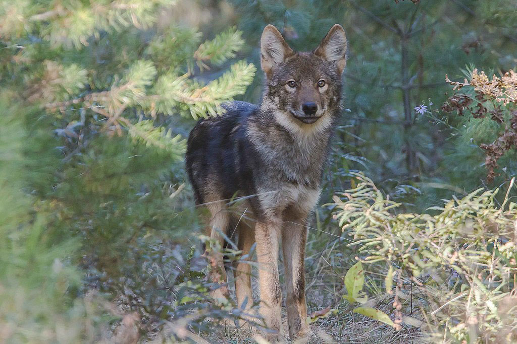 eastern wolf or Algonquin wolf