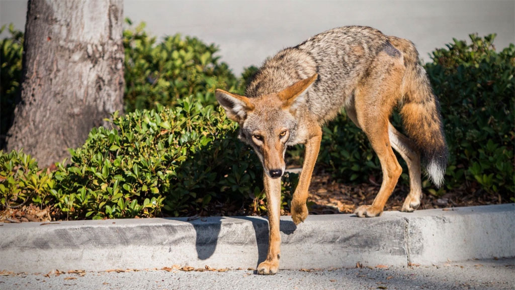 urban coyotes in North America