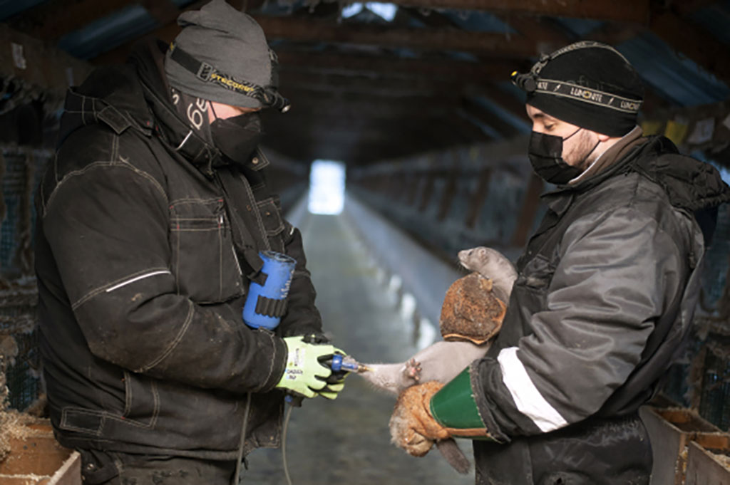 covid vaccine on mink farm