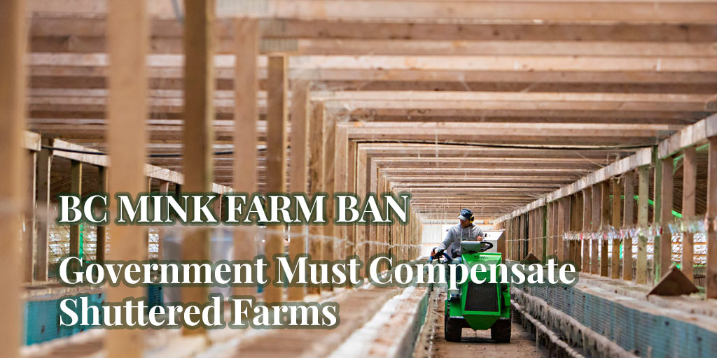 mink farm ban in BC
