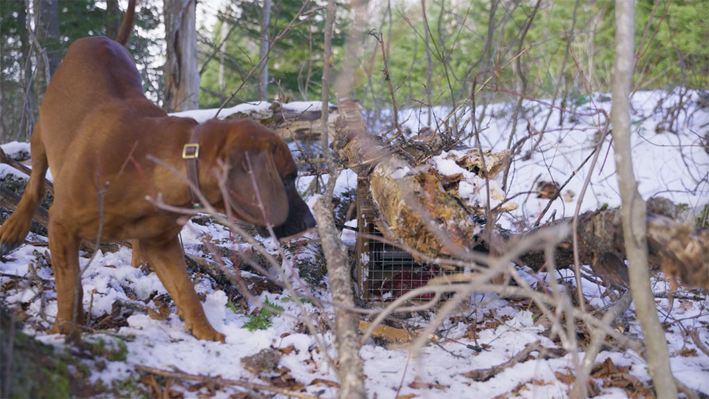 pet dogs are a non-target species