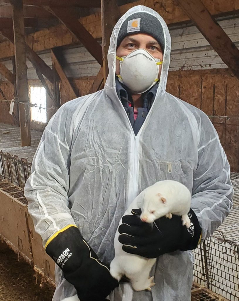 biosecurity on mink farms