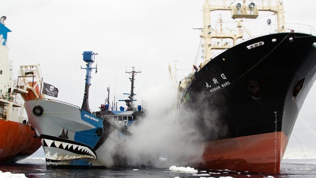 Sea Shepherd likes creating danger