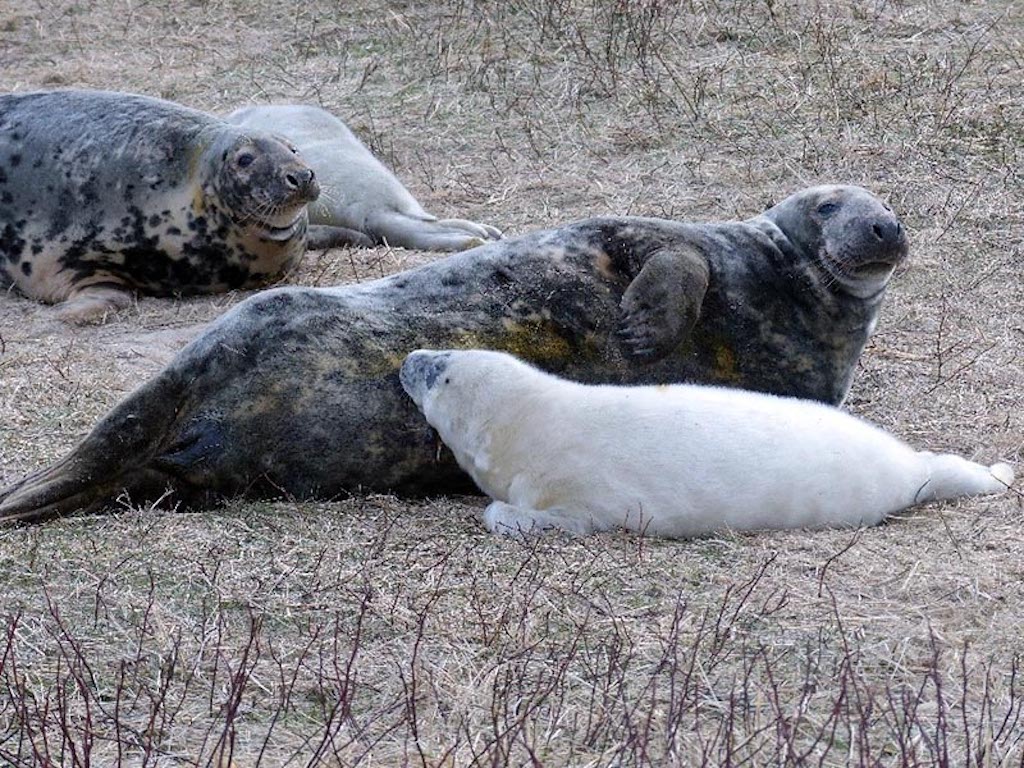 grey seal population booming